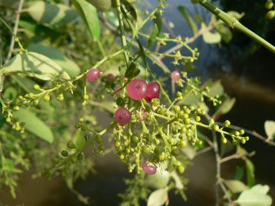 Zahnbürstenbaum - Salvadora persica - Mustard Toothbrush Tree 5+ Samen Gx 078