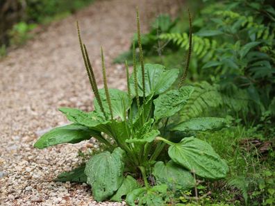 Breitwegerich - Plantago major - Broadleaf Plantain - 200+ Samen - Seeds E 037