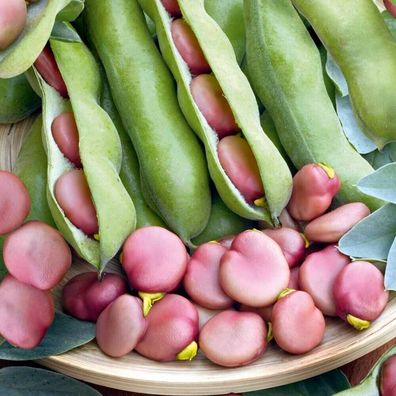 Puffbohne - Karmazyn - VICIA FABA BEAN - 5+ Samen - Seeds - H 143