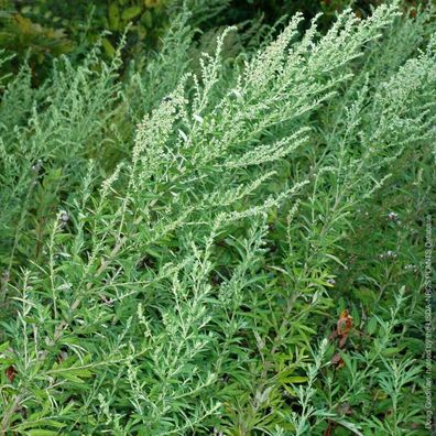 Gewöhnlicher Beifuss - Artemisia vulgaris - Common Mugwort- 25+ Samen Seeds F 210