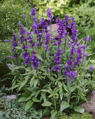 Mehlsalbei - Salvia farinacea - Mealycup Sage 5+ Samen - Seeds - Graines F 193