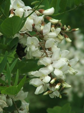 Japanischer Schnurbaum - Pagodenbaum Pagoda Tree Sophora japonica 40+ Samen W 137