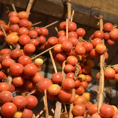 Tomate De Colgar 10+ Samen - Saatgut - Lagerfähig und Ertragreich! P 081