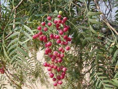 Peruanischer Pfefferbaum - Schinus molle - Peruvian pepper tree 5+ Samen F 197