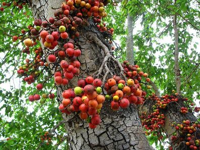Traubenfeige - Ficus racemosa - Cluster fig - Indian fig 40+ Samen Seeds Gx 051