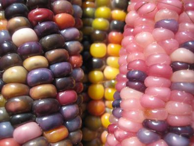 Bunter Mais - Glass Gem Corn 25+ Samen Exklusiv und FEIN! Zm 001