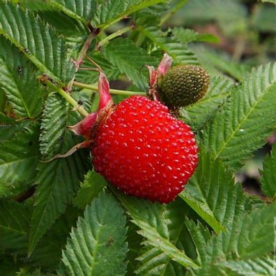 Erdbeerhimbeere - Japanische Himbeere - Rubus illecebrosus 20+ Samen - G 112