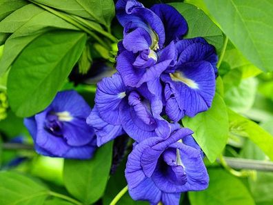 Gefüllte blaue Schmetterlingserbse Clitoria ternatea Butterfly 5+ Samen Ed 056