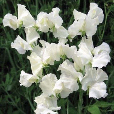 Duftende Platterbse Royal White Sweet Pea 5+ Samen - Seeds Kletterpflanze Z 091