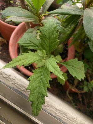 Chilenische Epazote - Chenopodium chilense 1000+ Samen - Seeds Graines F 194