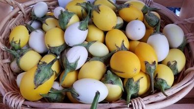Eierbaum - Golden Eggs - Aubergine - Eggplant - 5+ Samen - Seeds So 003