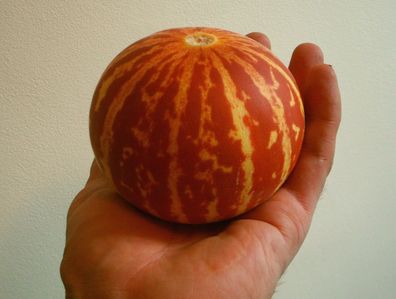 Taschenmelone "Königin Anne" - 5+ Samen - DUFTIG und Ertragreich! Cm 007