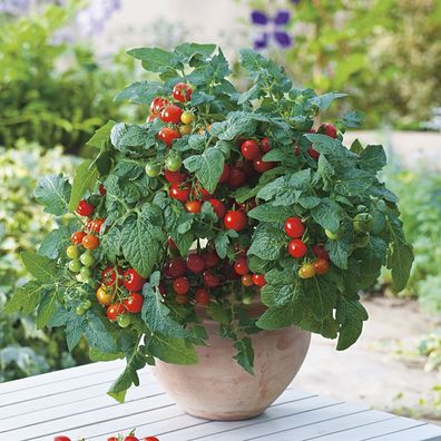 Minibel Tomate - Dwarf Tomato 5+ Samen - Saatgut - Seeds - Balkontomate P 222