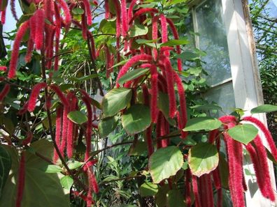 Katzenschwänzchen - Acalypha hispida - Chenille plant 25+ Samen - Seeds E 292