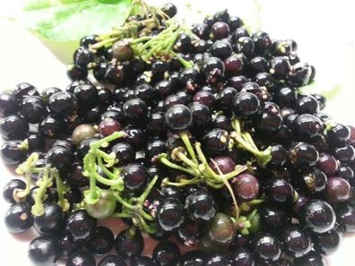 Wonderberry - Solanum x burbankii - 50 + Samen - Ertragreiche Frucht! So 030