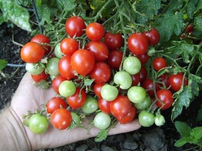 Kolumbianische Wildtomate - Tomato 5+ Samen - Saatgut - Seeds - Graines P 216