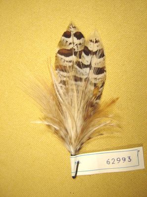 Trachtenhutfeder Fasanfedern hellbraun beige Hutfeder Hutschmuck 13 cm Nr 62993