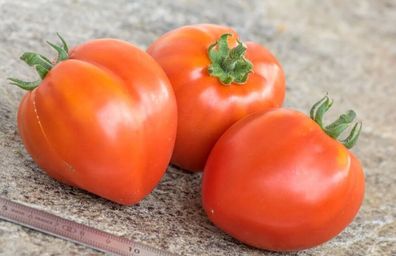 Dwarf Red Heart Tomate - Tomato 10+ Samen - Saatgut - Seeds - Gemüsesamen P 299