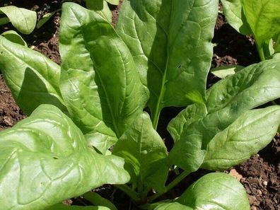 Winterspinat Viroflex - Spinach 100+ Samen - Saatgut - Seeds - Gemüsesamen L 103