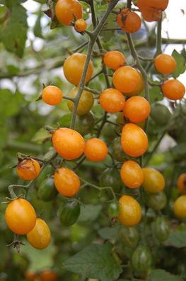 Kubaner Goldtraube Tomate - Tomato 5+ Samen - Saatgut - Seeds - Graines P 250