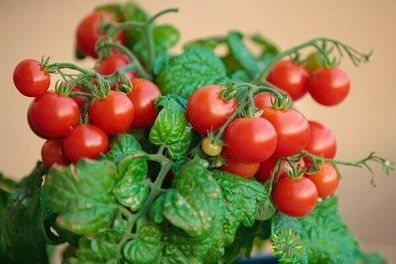 Pigmej Tomate - Dwarf Tomato 5+ Samen - Saatgut - Seeds - Balkontomate P 224