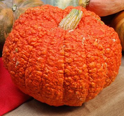 Red Warty Thing Kürbis - Pumpkin 10+ Samen - Saatgut - Seeds - Gemüsesamen C 023