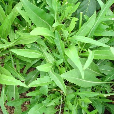 A Foglia d´Ulivo Salatrauke - Olivenförmige Blätter 25+ Samen- Rucola L 065