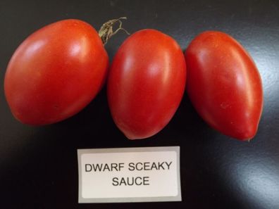 Dwarf Sneaky Sauce Tomate - Tomato 10+ Samen - Saatgut - Seeds - Graines P 278