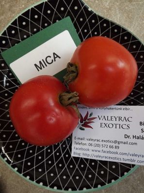 Mica Tomate aus Philippinen Tomate - Tomato 10+ Samen - Saatgut - Seeds P 234
