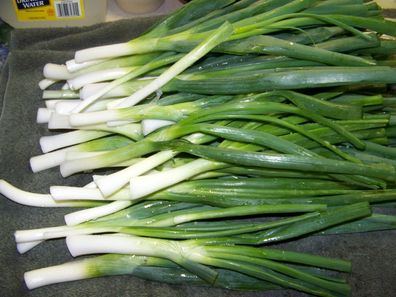 Frühlingszwiebel - White Lisbon Spring Onion 100+ Samen - Knackig und FEIN R 044