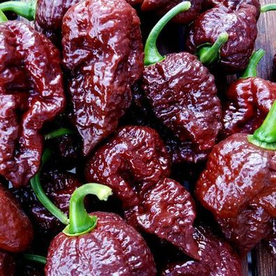 Black Naga Chili Pepper 5+ Samen - Saatgut - Seeds - Gemüsesamen Ch 162