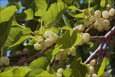 Weisse Maulbeere - Morus alba - White Mulberry - 125+ Samen - Seeds G 045