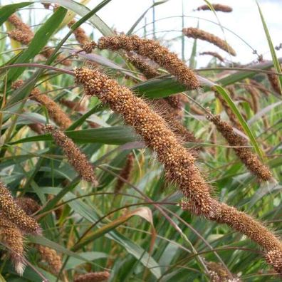 Hirse Rudukes - Millet - Setaria italica 25+ Samen - Seeds - Getreide Am 073