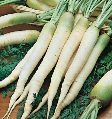 Möhre Blanche A Collet Vert - Carrot - 25+ Samen - Saatgut - Seeds R 103