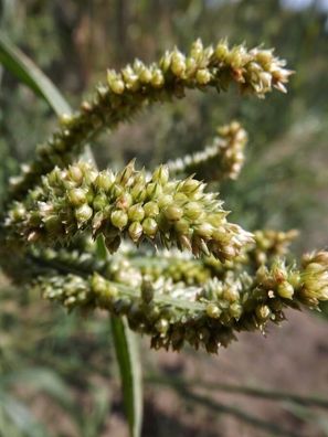 Fingerhirse 100+ Samen - Eleusine coracana - Ertragreich und FEIN! Am 029