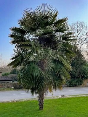 Chinesische Hanfpalme -Trachycarpus fortunei Windmill Palm Chusan 5+ Samen W 146