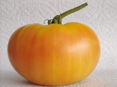 Dagma´s Perfection Tomate - 20+ Samen - Saatgut - Seeds Honigsüßer RIESE! P 149