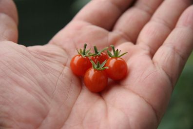 Tomate - Sweet Pea Currant 10+ Samen WINZIG und HOHER ERTRAG! P 073