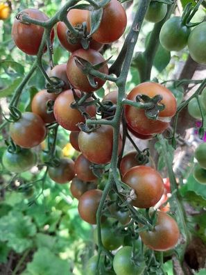 Tomate Reinhard´s Purple Sugar 5+ Samen - Seeds - Graines - Gemüsesamen P 398