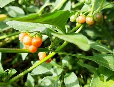 Goldener Nachtschatten - Solanum alatum - Golden Nightshade 10+ Samen - Seeds So 083