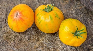 Indianerrezervat Tomate - Tomato 5+ Samen - Saatgut - Seeds - Gemüsesamen P 253