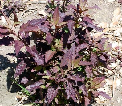 Oaxacan red Epazote - Dysphania ambrosioides 100+ Samen - Seeds F 098