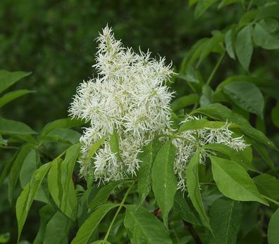 Blumenesche - Fraxinus ornus - Manna Ash - Flowering Ash - 50+ Samen W 076