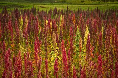 Quinoa Sandoval Mischung - Chenopodium - 100+ Samen Ertragreiche RARITäT! Am 092