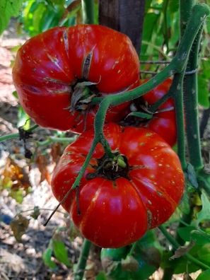 Tomate Feuerwerk 5+ Samen - Saatgut - Seeds - Graines - Gemüsesamen P 369