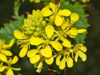 Acker-Senf - Sinapis arvensis - Field Mustard - Charlock 1000+ Samen Seeds E 161