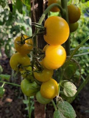 Kirschtomate Gobstopper Tomato 5+ Samen - Seeds - Graines - Saatgut P 363