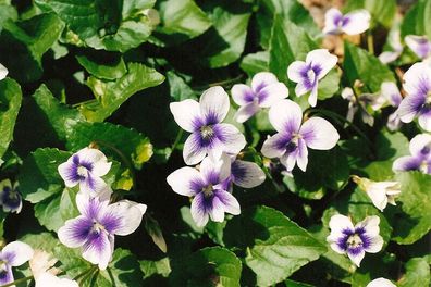 Pfingst-Veilchen - Viola sororia - 20+ Samen Essbare Blüten Ed 024