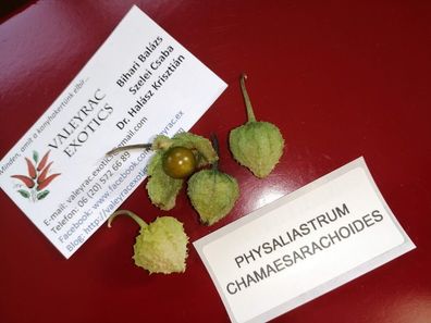 Physaliastrum chamaesarachoides - 10+ Samen - Japanische Physalis Früchte So 053
