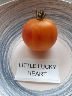 Tomate Little Lucky Heart Tomato 5+ Samen - Seeds - Graines - Saatgut P 347